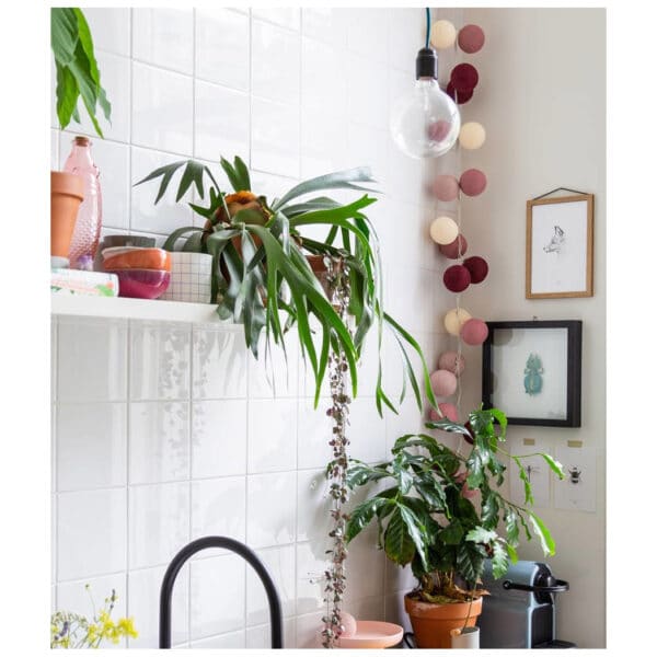 light string rosegarden adapter 1